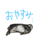 うさぎのまぐろ。（個別スタンプ：1）