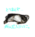 うさぎのまぐろ。（個別スタンプ：2）