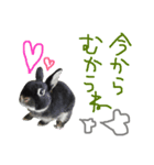 うさぎのまぐろ。（個別スタンプ：3）