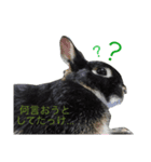 うさぎのまぐろ。（個別スタンプ：4）