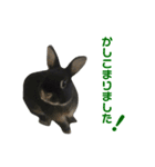 うさぎのまぐろ。（個別スタンプ：5）