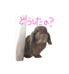 うさぎのわさび。（個別スタンプ：1）