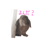 うさぎのわさび。（個別スタンプ：2）