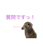 うさぎのわさび。（個別スタンプ：4）