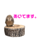 うさぎのわさび。（個別スタンプ：5）