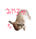 うさぎのわさび。（個別スタンプ：8）