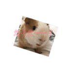 もふぽん（個別スタンプ：1）
