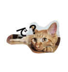 ねこの茶トらん1（個別スタンプ：1）