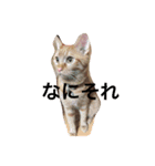 ねこの茶トらん1（個別スタンプ：4）