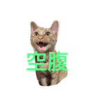 ねこの茶トらん1（個別スタンプ：6）