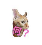 ねこの茶トらん1（個別スタンプ：7）