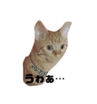 ねこの茶トらん1（個別スタンプ：8）