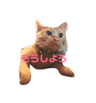 ねこの茶トらん1（個別スタンプ：10）