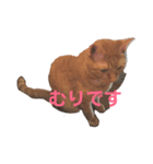 ねこの茶トらん1（個別スタンプ：11）