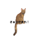 ねこの茶トらん1（個別スタンプ：12）