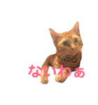 ねこの茶トらん1（個別スタンプ：13）