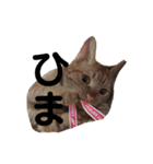 ねこの茶トらん1（個別スタンプ：15）