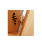 くーちゃん専用スタンプ（個別スタンプ：8）