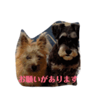 ケアーンテリアとミニチュアシュナウザー（個別スタンプ：6）