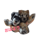 ケアーンテリアとミニチュアシュナウザー（個別スタンプ：8）