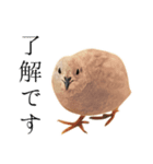 ヒメウズラのチュンバ（個別スタンプ：1）