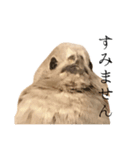 ヒメウズラのチュンバ（個別スタンプ：2）