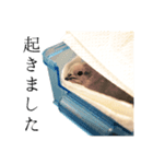 ヒメウズラのチュンバ（個別スタンプ：3）