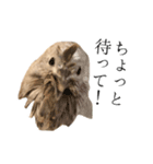 ヒメウズラのチュンバ（個別スタンプ：6）
