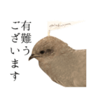 ヒメウズラのチュンバ（個別スタンプ：7）