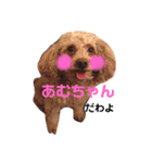 トイプードルのアムールちゃん（個別スタンプ：1）