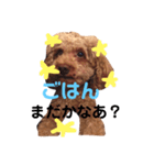 トイプードルのアムールちゃん（個別スタンプ：2）