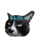 猫のゴマ（個別スタンプ：1）