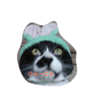 猫のゴマ（個別スタンプ：2）