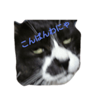 猫のゴマ（個別スタンプ：4）
