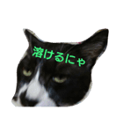 猫のゴマ（個別スタンプ：5）