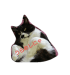 猫のゴマ（個別スタンプ：6）