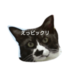 猫のゴマ（個別スタンプ：7）