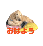 うちの子ペロちゃん♂改（個別スタンプ：12）