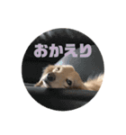 うちの子ペロちゃん♂改（個別スタンプ：18）