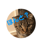 猫太＆猫次郎（個別スタンプ：6）