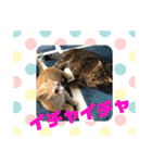 猫太＆猫次郎（個別スタンプ：8）