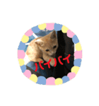 猫太＆猫次郎（個別スタンプ：14）