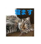 猫太＆猫次郎（個別スタンプ：15）