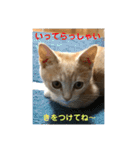 猫太＆猫次郎（個別スタンプ：19）