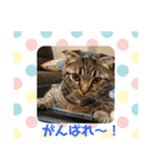 猫太＆猫次郎（個別スタンプ：23）