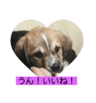 可愛いワンコ3（個別スタンプ：2）