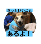 可愛いワンコ3（個別スタンプ：4）