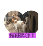 可愛いワンコ3（個別スタンプ：6）