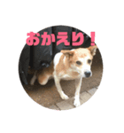 可愛いワンコ3（個別スタンプ：8）