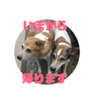 可愛いワンコ3（個別スタンプ：9）
